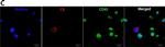 Mouse IgG (H+L) Highly Cross-Adsorbed Secondary Antibody in Immunocytochemistry (ICC/IF)