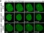 Mouse IgG (H+L) Highly Cross-Adsorbed Secondary Antibody in Immunocytochemistry (ICC/IF)