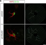 Chicken IgY (H+L) Secondary Antibody in Immunohistochemistry (PFA fixed) (IHC (PFA))