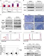 CD45R (B220) Antibody in Flow Cytometry (Flow)