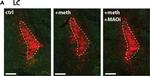 Mouse IgG (H+L) Highly Cross-Adsorbed Secondary Antibody in Immunohistochemistry (IHC)