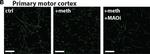 Mouse IgG (H+L) Highly Cross-Adsorbed Secondary Antibody in Immunohistochemistry (IHC)