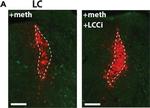 Mouse IgG (H+L) Highly Cross-Adsorbed Secondary Antibody in Immunohistochemistry (IHC)