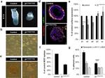 CD61 (Integrin beta 3) Antibody in Flow Cytometry (Flow)