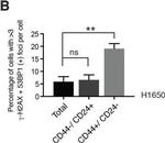 Mouse IgG (H+L) Highly Cross-Adsorbed Secondary Antibody in Immunocytochemistry (ICC/IF)