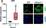 Rabbit IgG (H+L) Highly Cross-Adsorbed Secondary Antibody in Immunocytochemistry (ICC/IF)