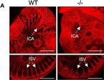 Rat IgG (H+L) Highly Cross-Adsorbed Secondary Antibody in Not Applicable (N/A)