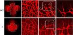 Rat IgG (H+L) Highly Cross-Adsorbed Secondary Antibody in Not Applicable (N/A)