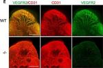 Rat IgG (H+L) Highly Cross-Adsorbed Secondary Antibody in Not Applicable (N/A)