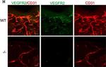 Rat IgG (H+L) Highly Cross-Adsorbed Secondary Antibody in Not Applicable (N/A)