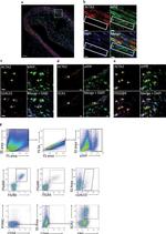 CD11c Antibody in Flow Cytometry (Flow)