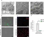 CD105 (Endoglin) Antibody in Flow Cytometry (Flow)