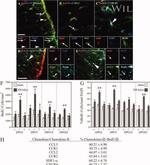 NG2 Antibody in Immunohistochemistry (IHC)