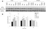 GAPDH Antibody in Western Blot (WB)