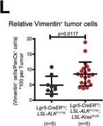 Rabbit IgG (H+L) Cross-Adsorbed Secondary Antibody in Immunohistochemistry (Paraffin) (IHC (P))