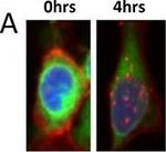 Rabbit IgG (H+L) Highly Cross-Adsorbed Secondary Antibody in Immunocytochemistry (ICC/IF)