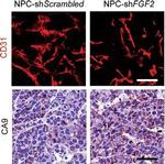 Goat IgG (H+L) Cross-Adsorbed Secondary Antibody in Immunohistochemistry (IHC)