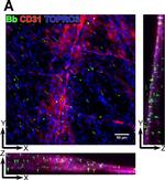 Rat IgG (H+L) Cross-Adsorbed Secondary Antibody in Immunohistochemistry (IHC)