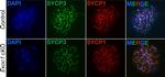 Rabbit IgG (Heavy chain) Secondary Antibody in Immunohistochemistry (Frozen) (IHC (F))