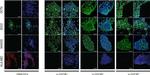 Mouse IgG (H+L) Highly Cross-Adsorbed Secondary Antibody in Immunocytochemistry (ICC/IF)