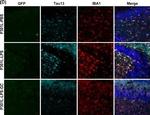 Mouse IgG (H+L) Highly Cross-Adsorbed Secondary Antibody in Immunohistochemistry (PFA fixed) (IHC (PFA))