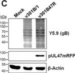 Rabbit IgG (H+L) Secondary Antibody in Western Blot (WB)