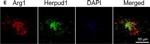 Rabbit IgG (H+L) Cross-Adsorbed Secondary Antibody in Immunohistochemistry (Frozen) (IHC (F))