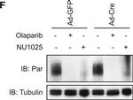 Mouse IgG (H+L) Cross-Adsorbed Secondary Antibody in Western Blot (WB)