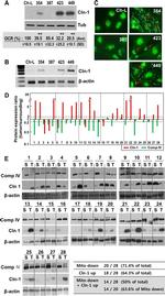 MTCO2 Antibody in Western Blot (WB)