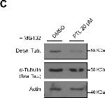 Rabbit IgG (H+L) Cross-Adsorbed Secondary Antibody in Western Blot (WB)