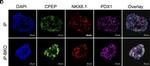 Rabbit IgG (H+L) Secondary Antibody in Immunocytochemistry (ICC/IF)