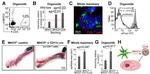 CD4 Antibody in Immunocytochemistry, Flow Cytometry (ICC/IF, Flow)