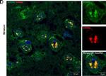 Rabbit IgG (H+L) Secondary Antibody in Immunocytochemistry (ICC/IF)