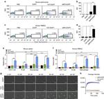 CD11b Antibody in Flow Cytometry (Flow)