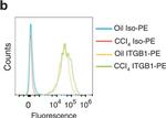 Armenian Hamster IgG Isotype Control in Flow Cytometry (Flow)