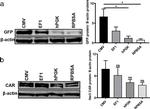 Mouse IgG (H+L) Highly Cross-Adsorbed Secondary Antibody in Western Blot (WB)