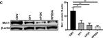 Mouse IgG (H+L) Highly Cross-Adsorbed Secondary Antibody in Western Blot (WB)