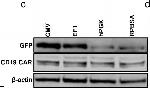 Mouse IgG (H+L) Highly Cross-Adsorbed Secondary Antibody in Western Blot (WB)