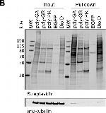 Mouse IgG (H+L) Highly Cross-Adsorbed Secondary Antibody in Western Blot (WB)