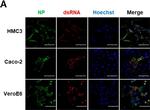 Rabbit IgG (H+L) Highly Cross-Adsorbed Secondary Antibody in Immunocytochemistry (ICC/IF)