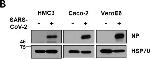 Rabbit IgG (H+L) Highly Cross-Adsorbed Secondary Antibody in Western Blot (WB)