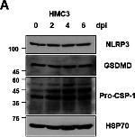 Rabbit IgG (H+L) Highly Cross-Adsorbed Secondary Antibody in Western Blot (WB)