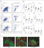 IgM Antibody in Immunocytochemistry, Immunohistochemistry, Flow Cytometry (ICC/IF, IHC, Flow)