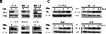 Rabbit IgG (H+L) Secondary Antibody in Western Blot (WB)