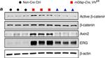 Mouse IgG (H+L) Secondary Antibody in Western Blot (WB)