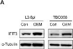 Rabbit IgG (H+L) Secondary Antibody in Western Blot (WB)