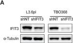 Rabbit IgG (H+L) Secondary Antibody in Western Blot (WB)