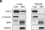 Rabbit IgG (H+L) Secondary Antibody in Western Blot (WB)