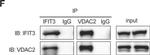 Rabbit IgG (H+L) Secondary Antibody in Western Blot (WB)