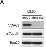 Rabbit IgG (H+L) Secondary Antibody in Western Blot (WB)